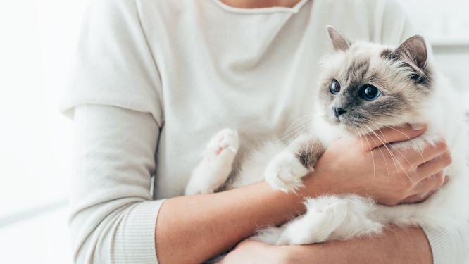 Cat Anxiety & OCD Kitty Behavior: A Pet Parent's Guide