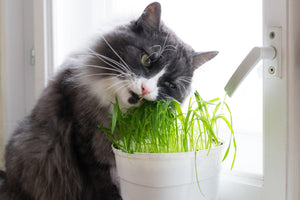 Las 5 mejores plantas aptas para gatos para comer