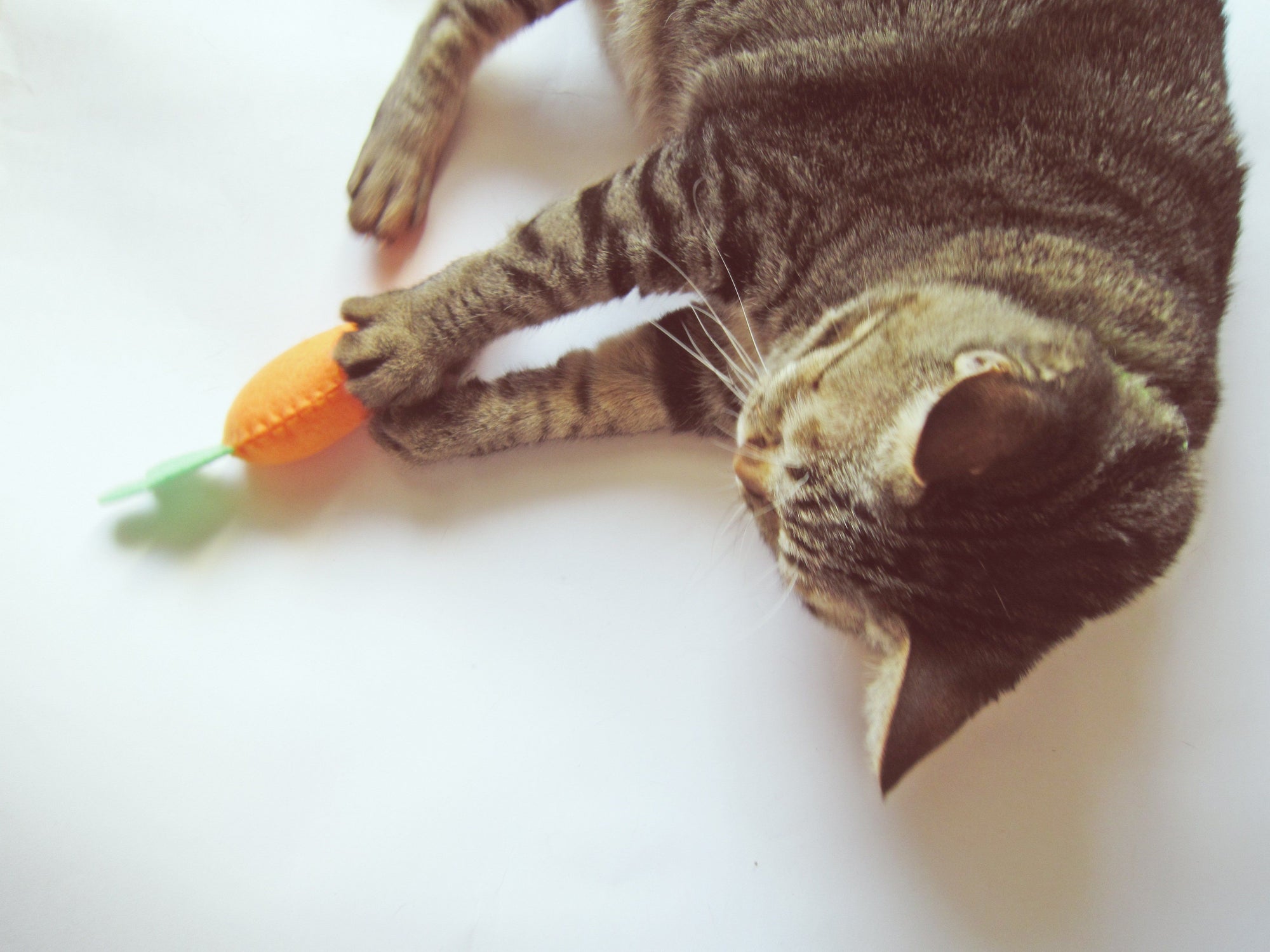 Cat Toys to Make Your Feline Purr