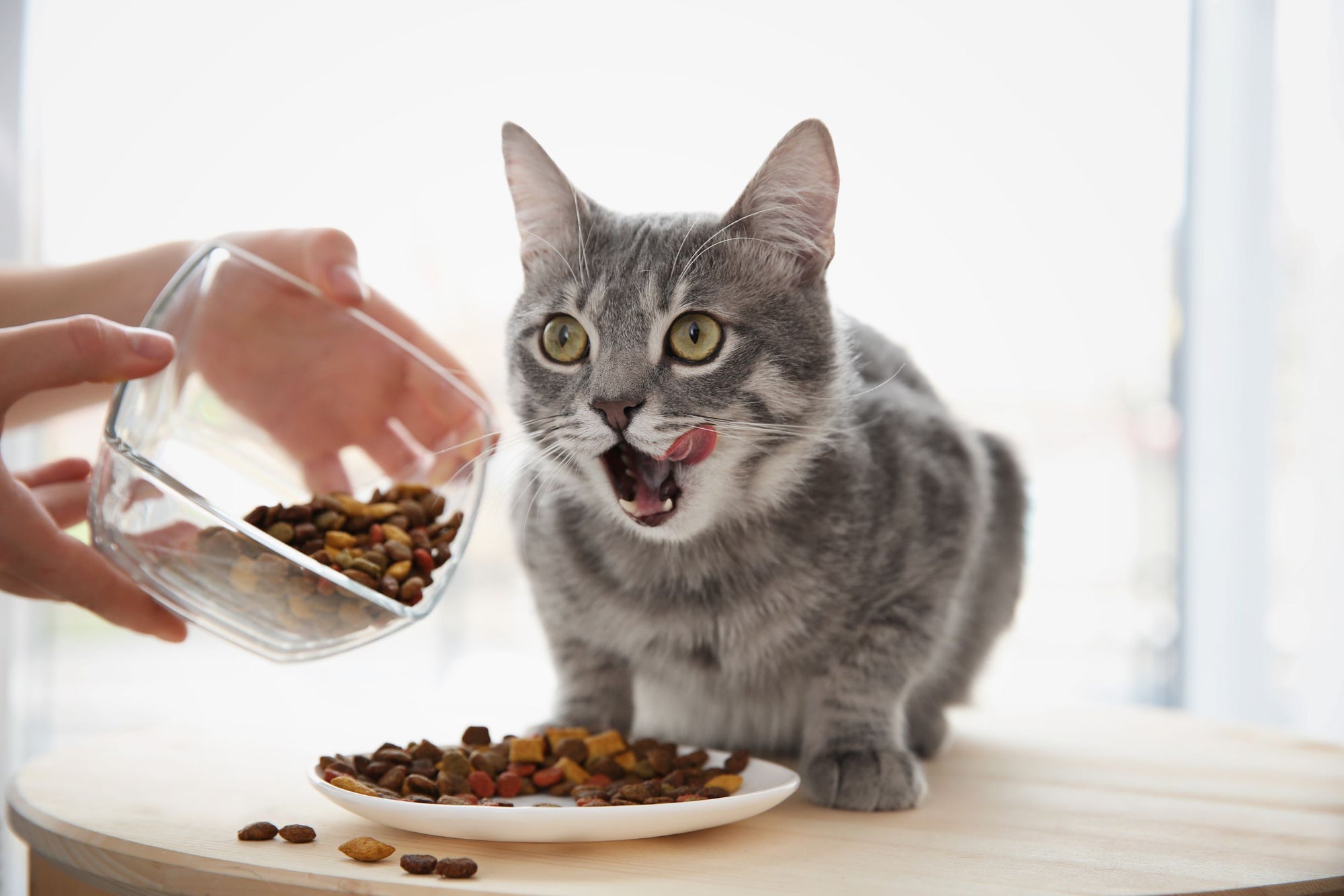 Cat enjoying cat food