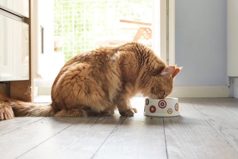 Can Cats Drink Milk? What Every Cat Parent Needs to Know