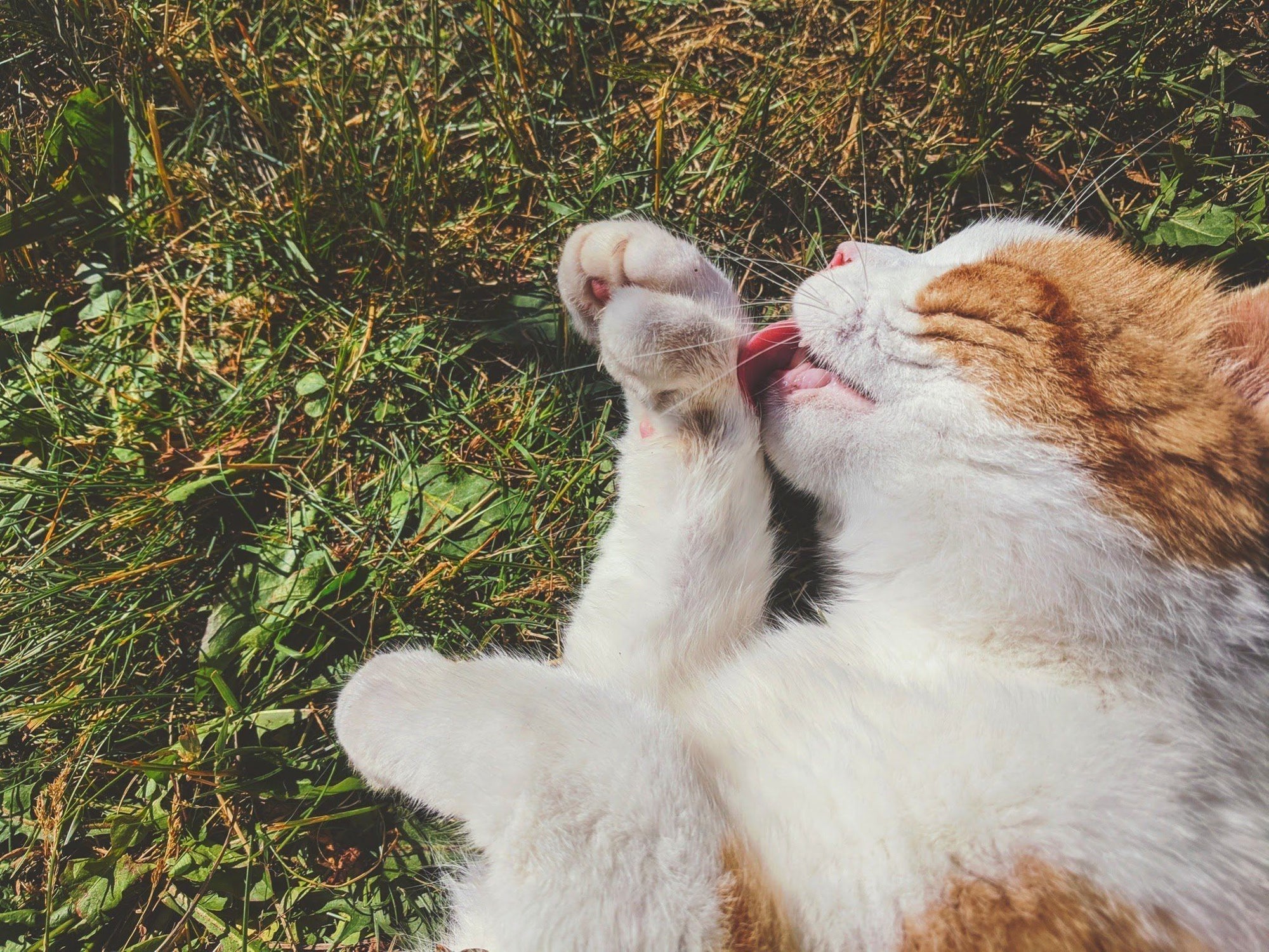 Why Do Cats Lick Themselves?