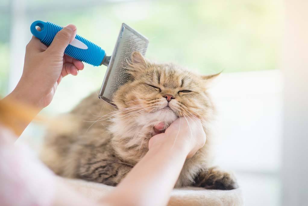 how to survive your cat's summer hair shed