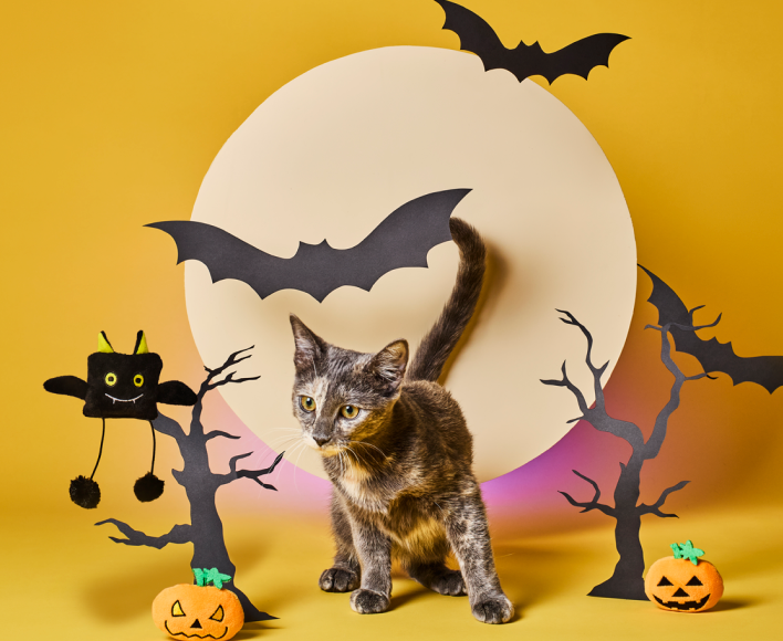Halloween Customer Bundle